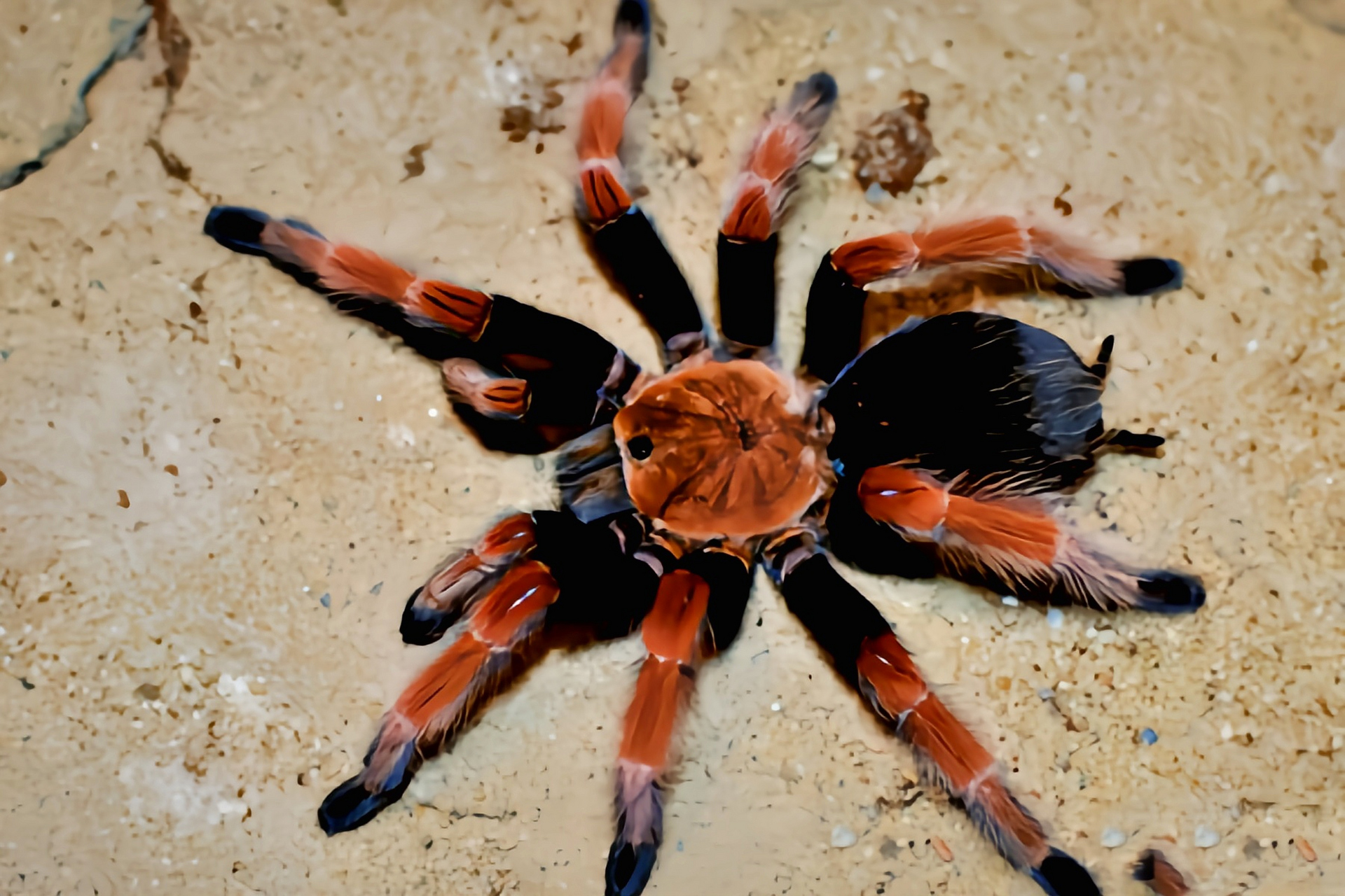 每天认识一种动物——墨西哥火脚蛛 墨西火脚蛛是蜘蛛目,捕鸟蛛科,短