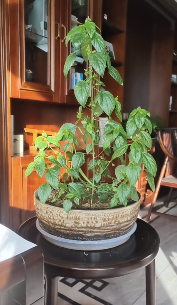 就是农村花生地里最爱长的一种野草,叫螺丝草,因为干螺丝最爱在叶子爬