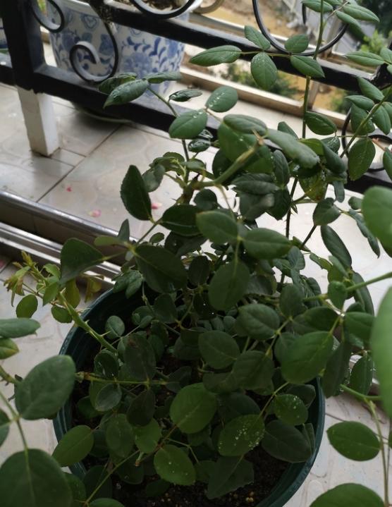 花多多喷叶好还是灌根好?