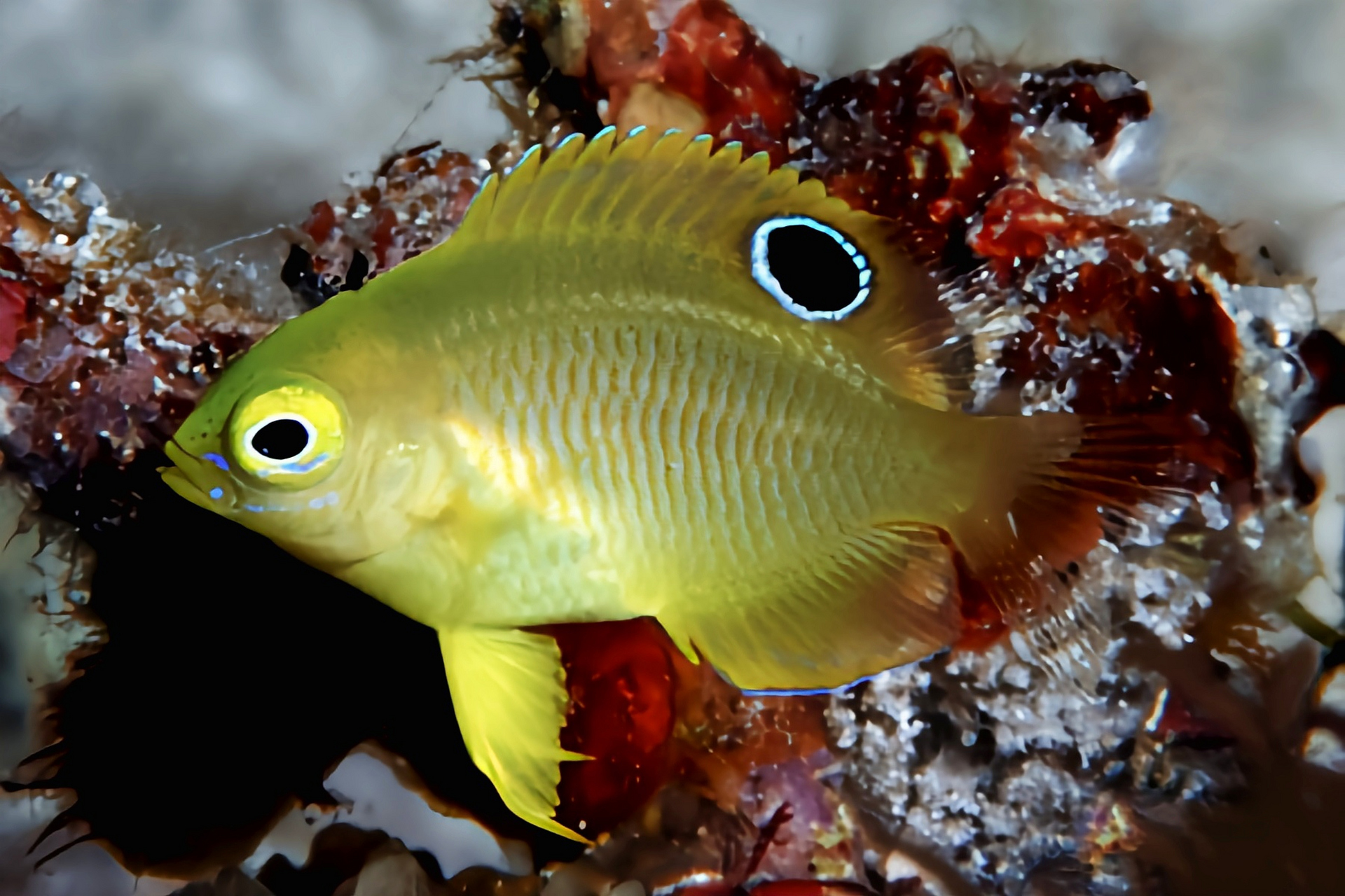 每天认识一种动物——安邦雀鲷 安邦雀鲷 别名黄茉莉雀鲷,为鲈形目,雀