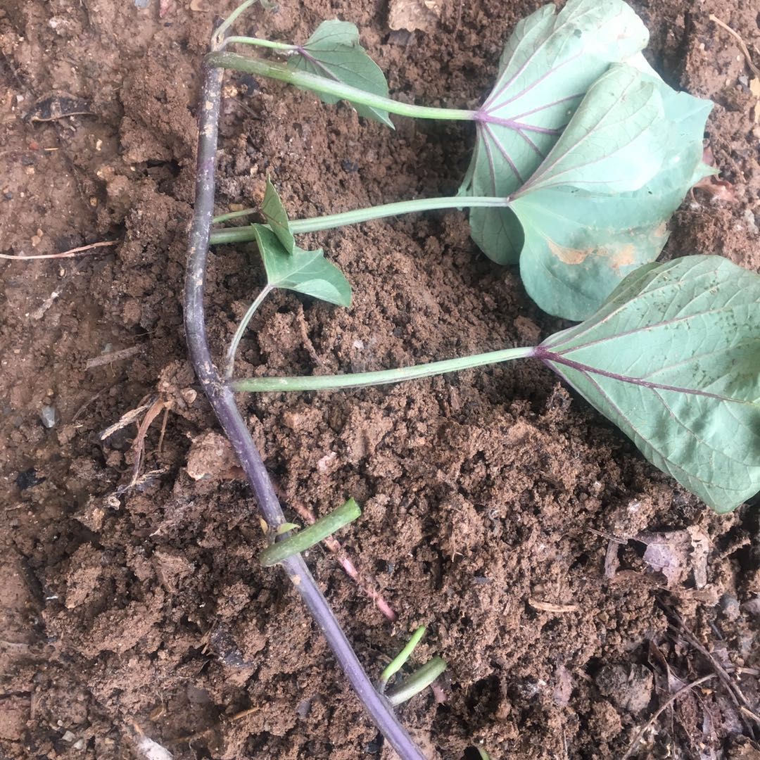 红薯- 优质问答专区