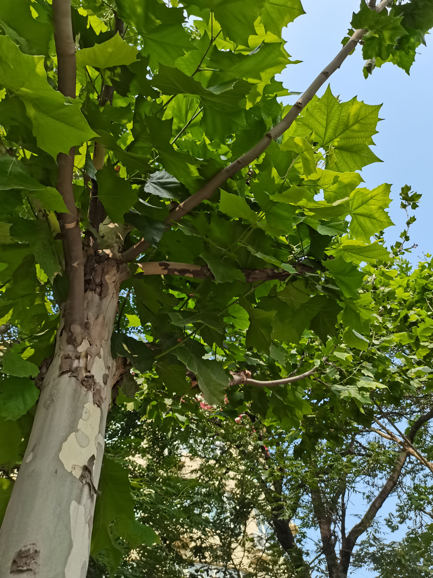 人生处处皆学问,被误认的二球悬铃木