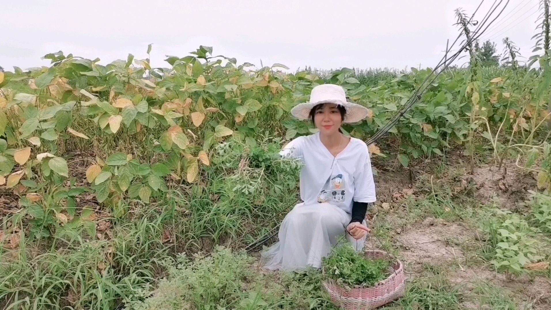 婆婆的菜园子被野菜侵占,满地的马齿苋拔不完,城里人却非常喜欢