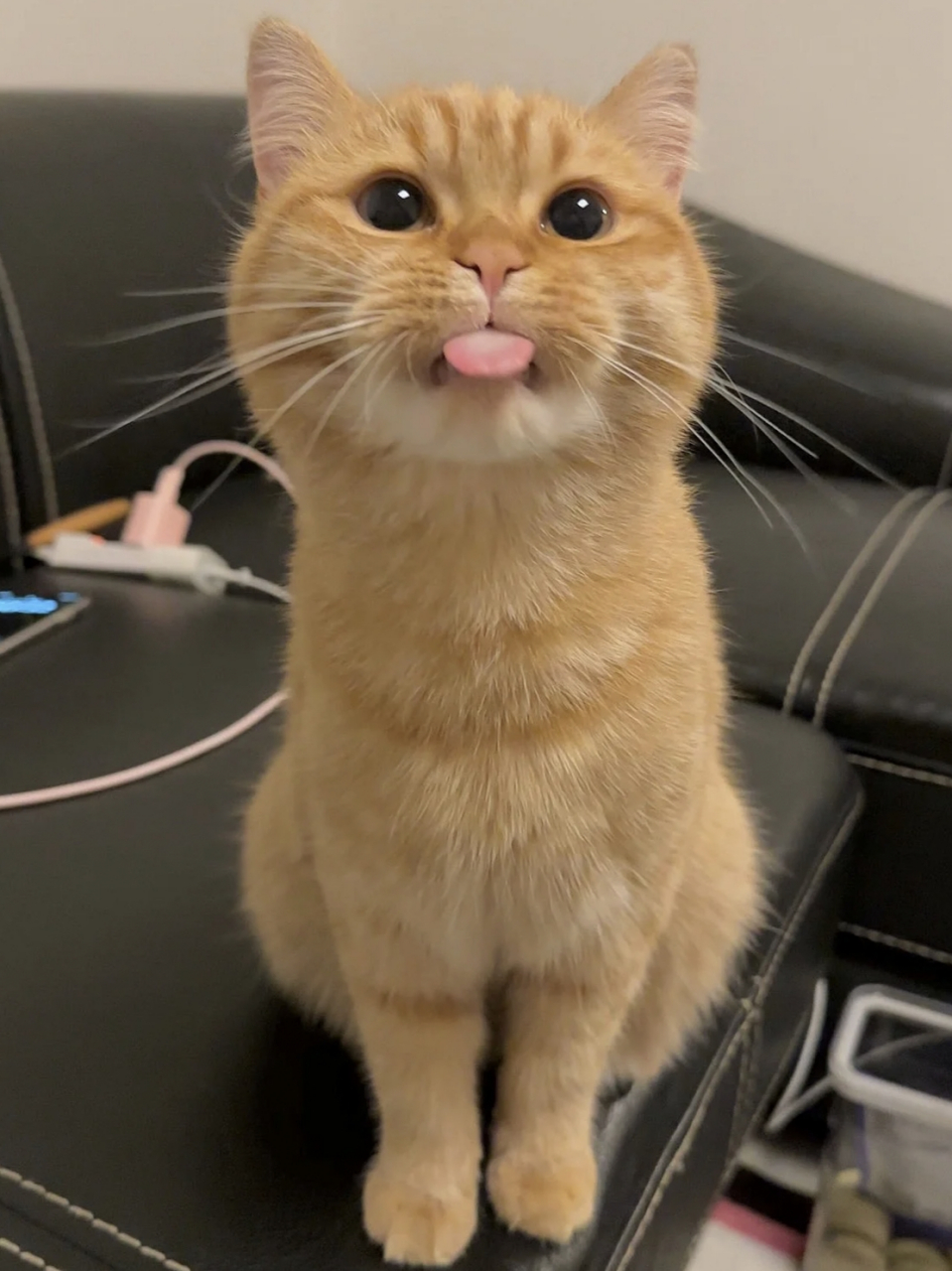 吐舌头的小猫,真是可爱死了!#猫咪
