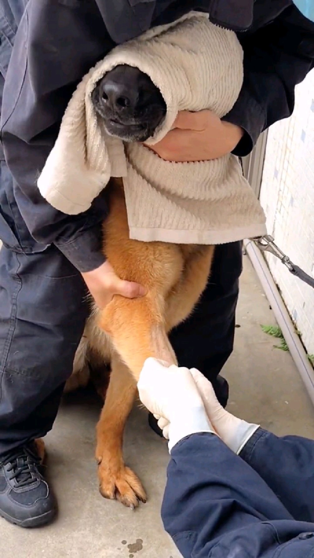 盘点狗狗打针的名场面!