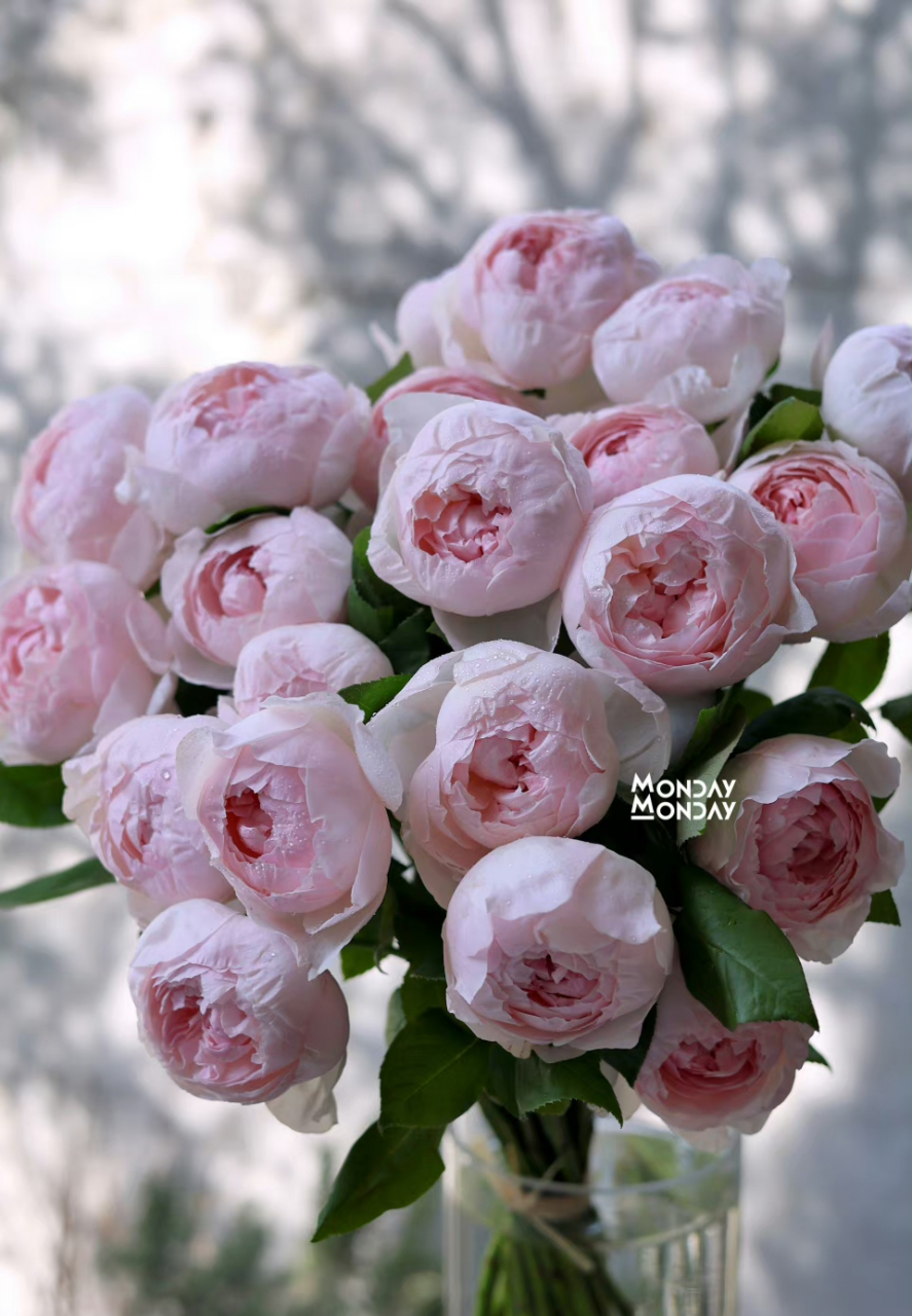 我们为亲爱的"粉包子"peony pink玫瑰,找到了亲姐妹,她的名字是"瑞典