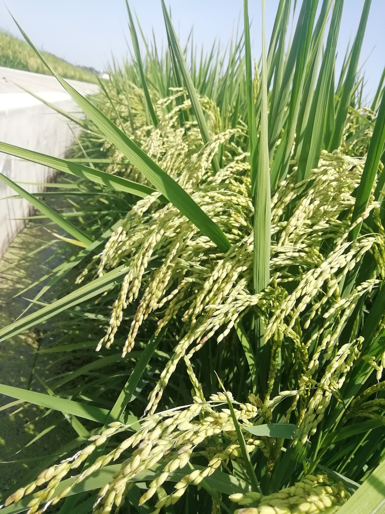 水稻白穗,褐变穗,贪青晚熟的原因及解决办法