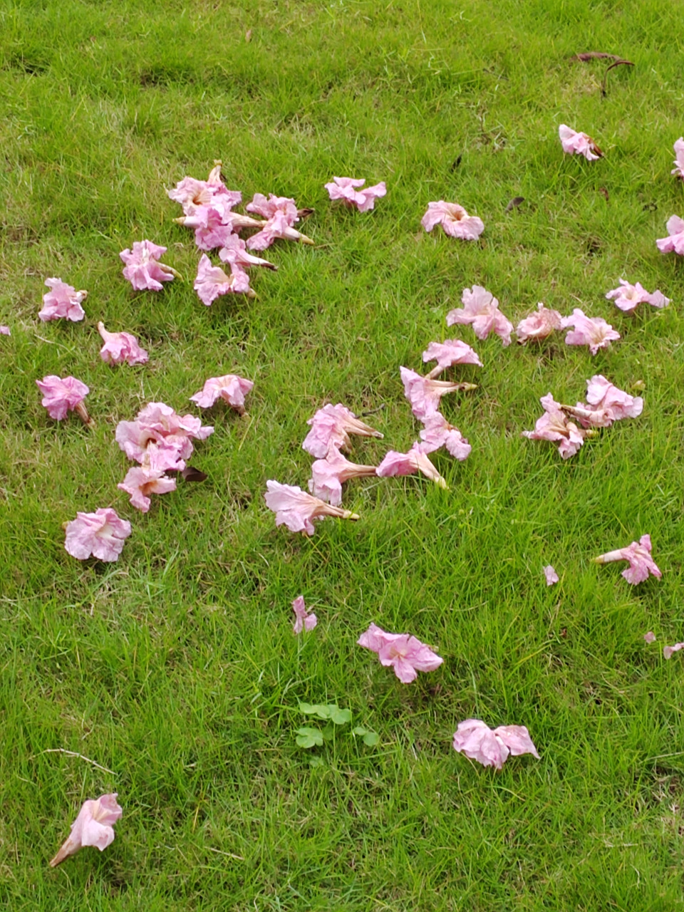 此词虽含伤春惜时之意,却实为感慨抒怀之情