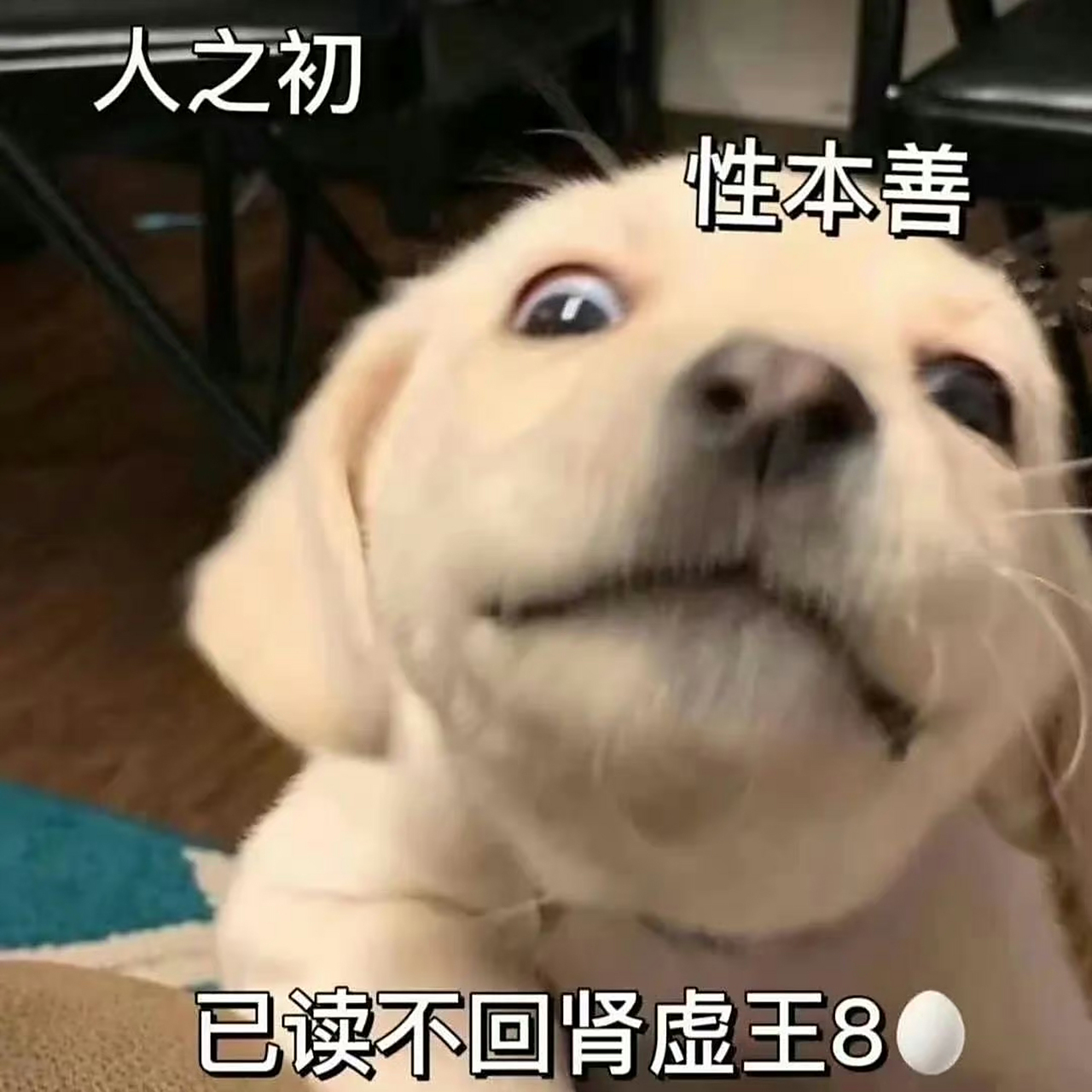 男女朋友交流专用表情包/老婆老公日常交流专用表情