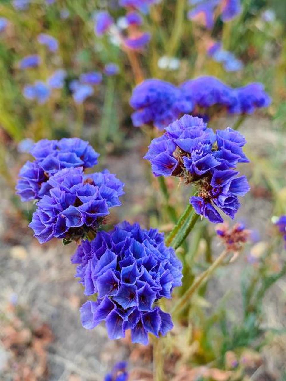 野花补血草,开花原来这么好看,紫蓝色,很魅惑.