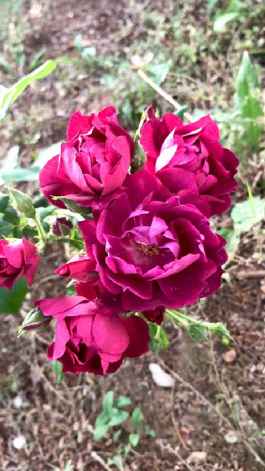 我猜,你一定没有刷到过这款月季吧～葡萄冰山.