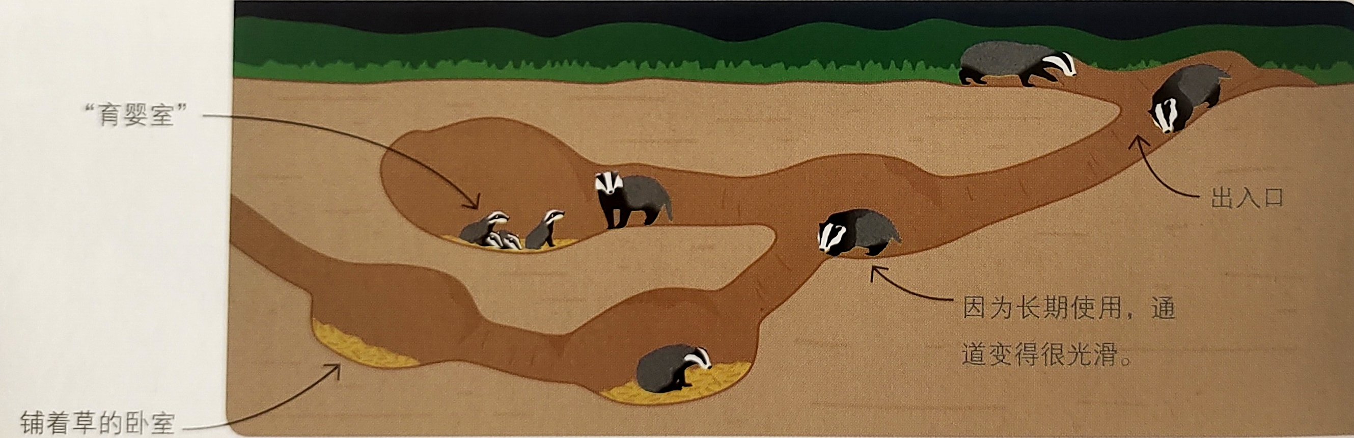 地底下的家: 獾会在松软的土地里挖洞,洞穴能够延伸数百米,有很多出