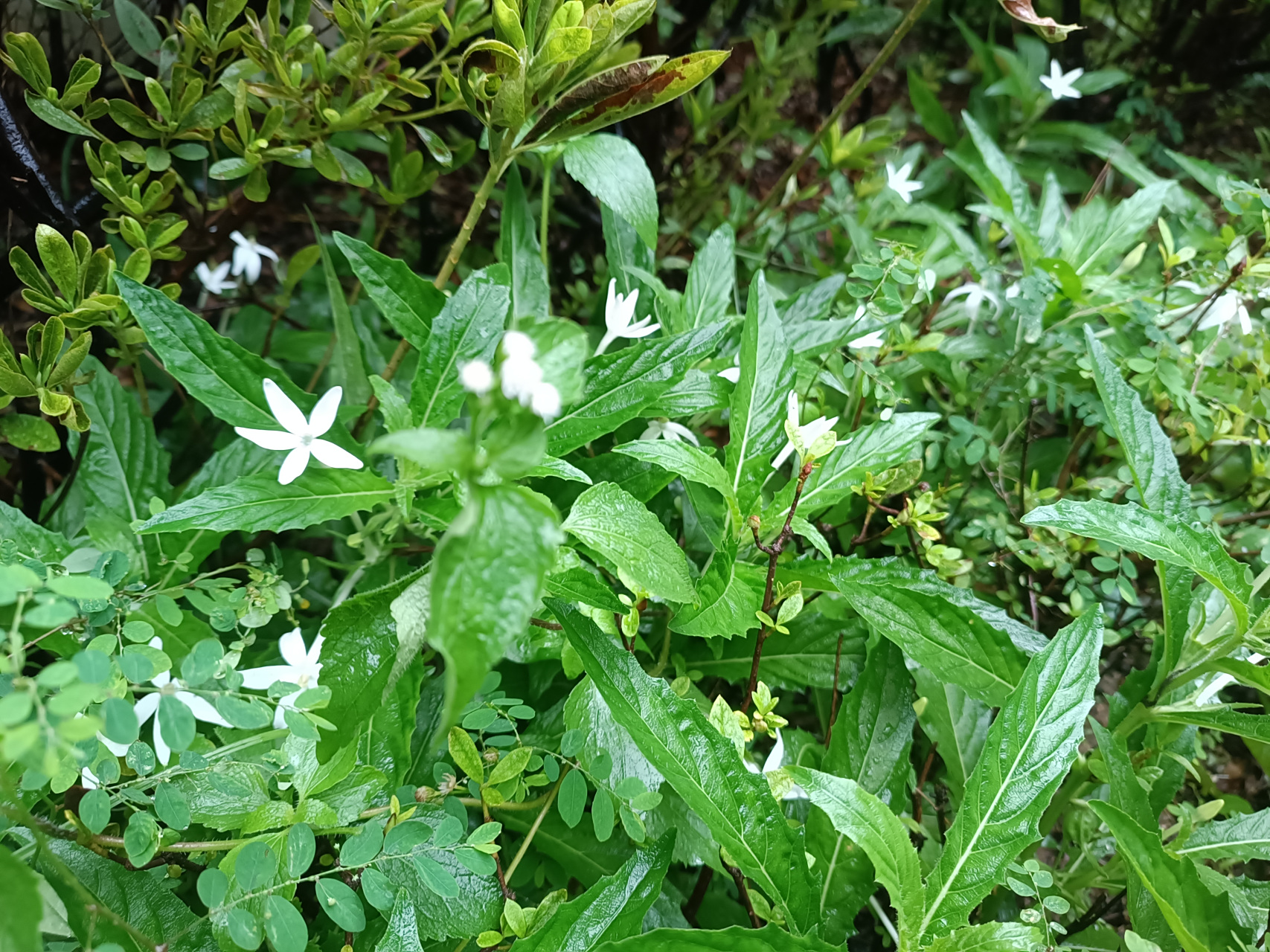 华南多毒草——麻醉草  不禁又要感叹, 华南多毒草!