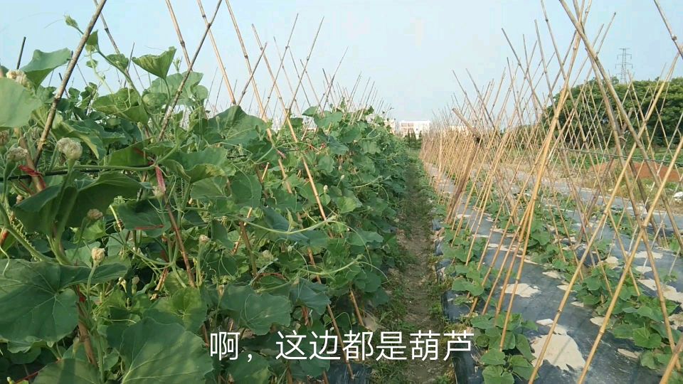 杭州货拉拉高级会员,一天就接到一单,小伙急得去爸妈菜地找活干