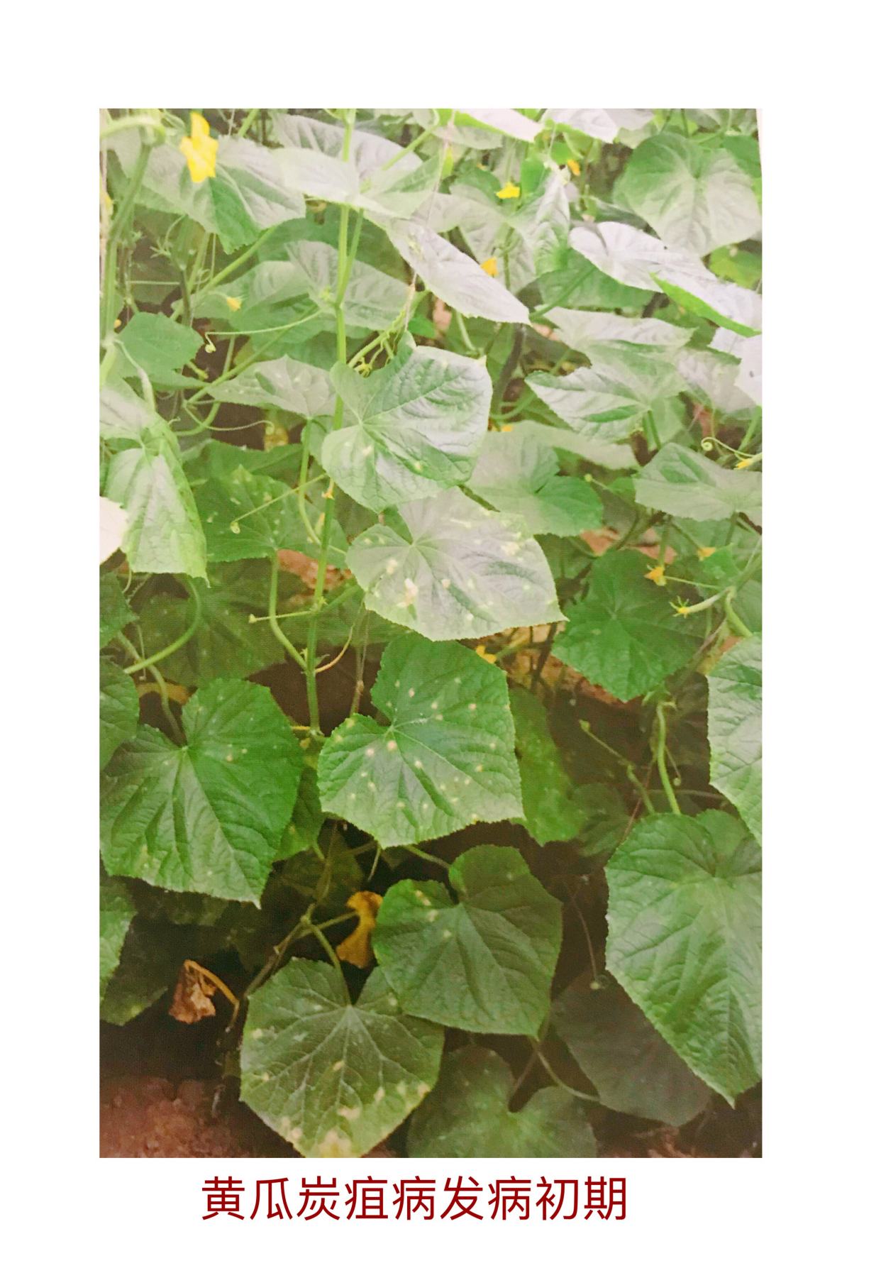 黄瓜炭疽病症状与防治方法
