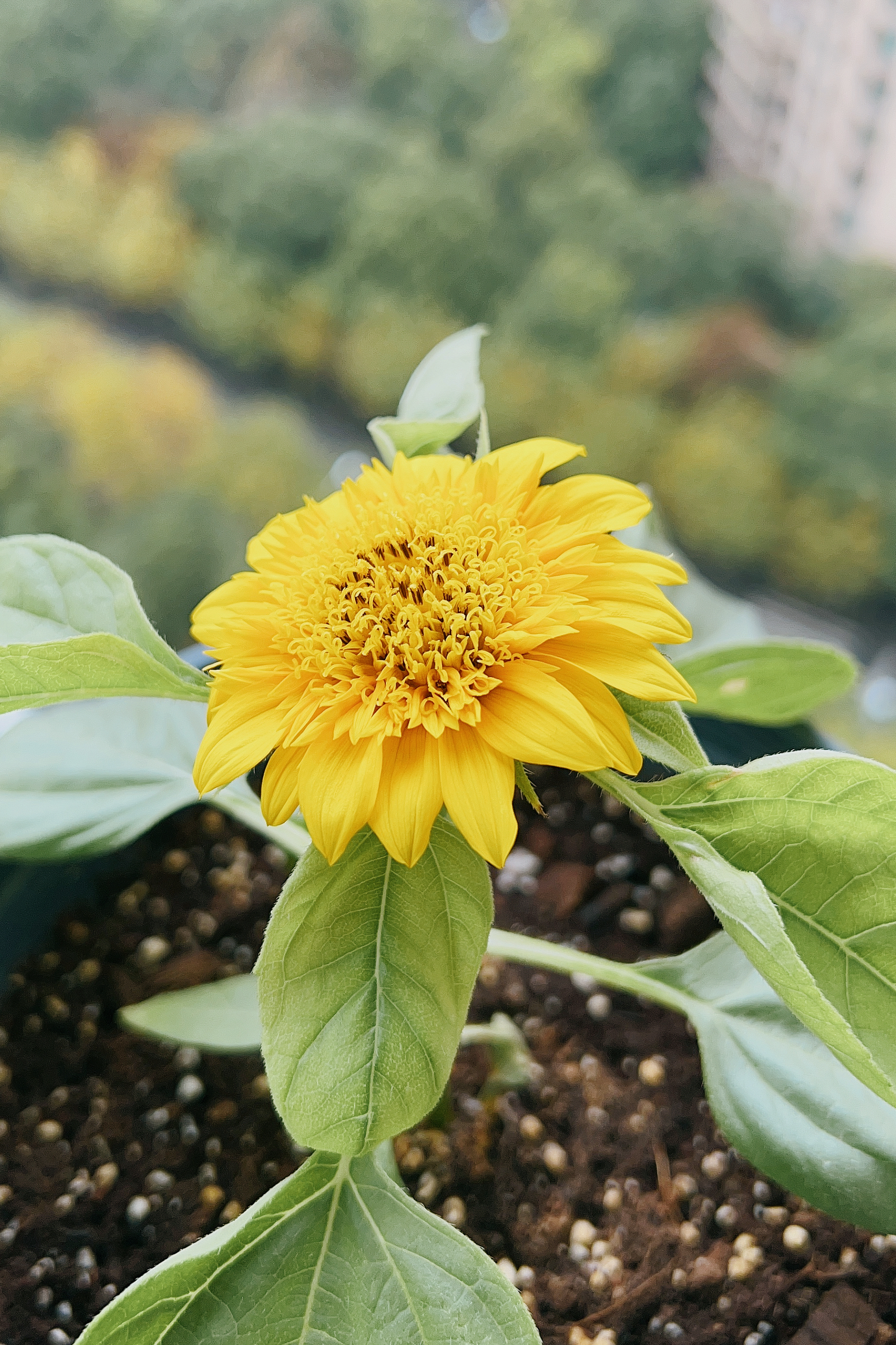 秋植日记:矮化玩具熊向日葵