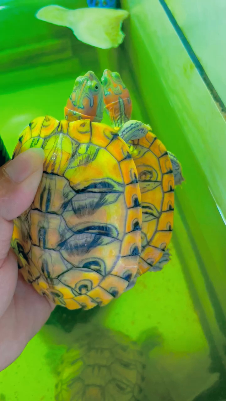 蜡笔变异巴西龟也是有好看跟比较差每只龟的头纹不一样