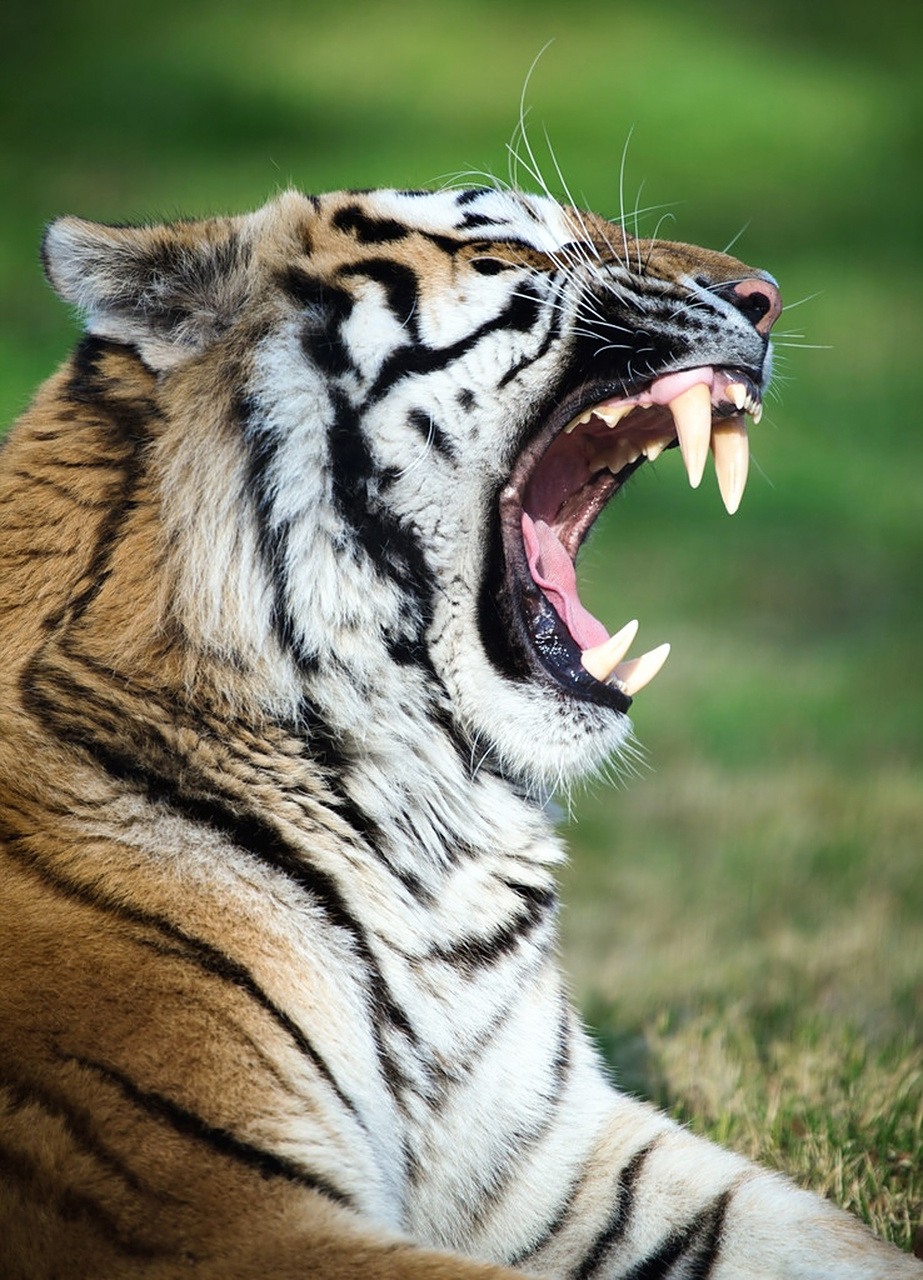 近距离感受一下虎牙的震撼! 老虎:我饿了~[馋嘴] #动物趣图
