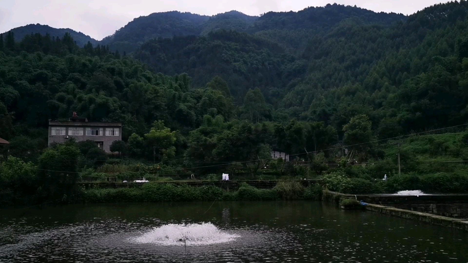 用温泉水养鱼,据说还是重庆西温泉漏下来的,是不是有点大材小用