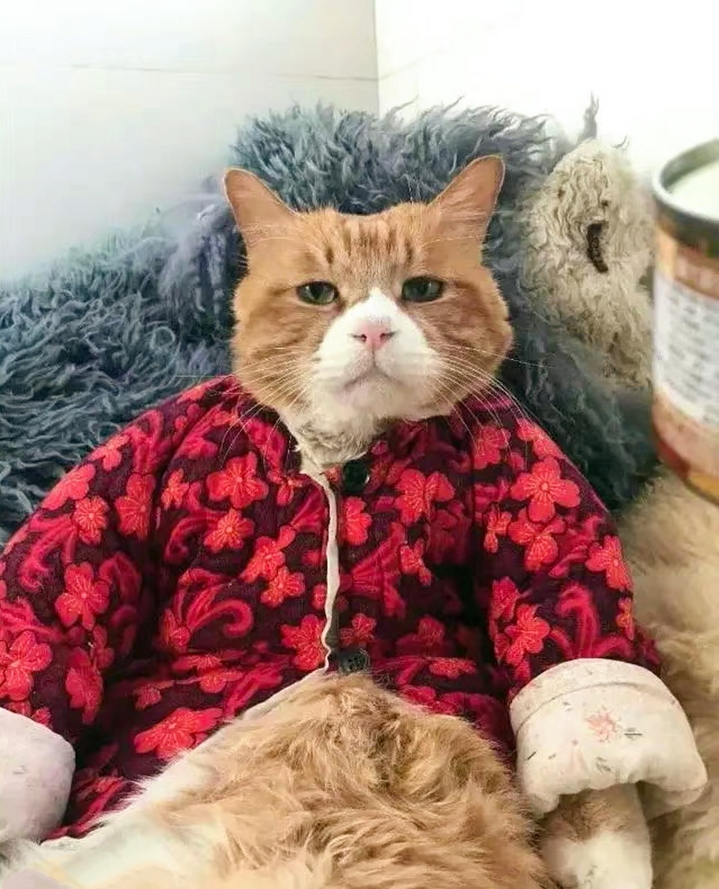 立冬了,奶奶给橘猫穿了上亲手做的小棉袄!