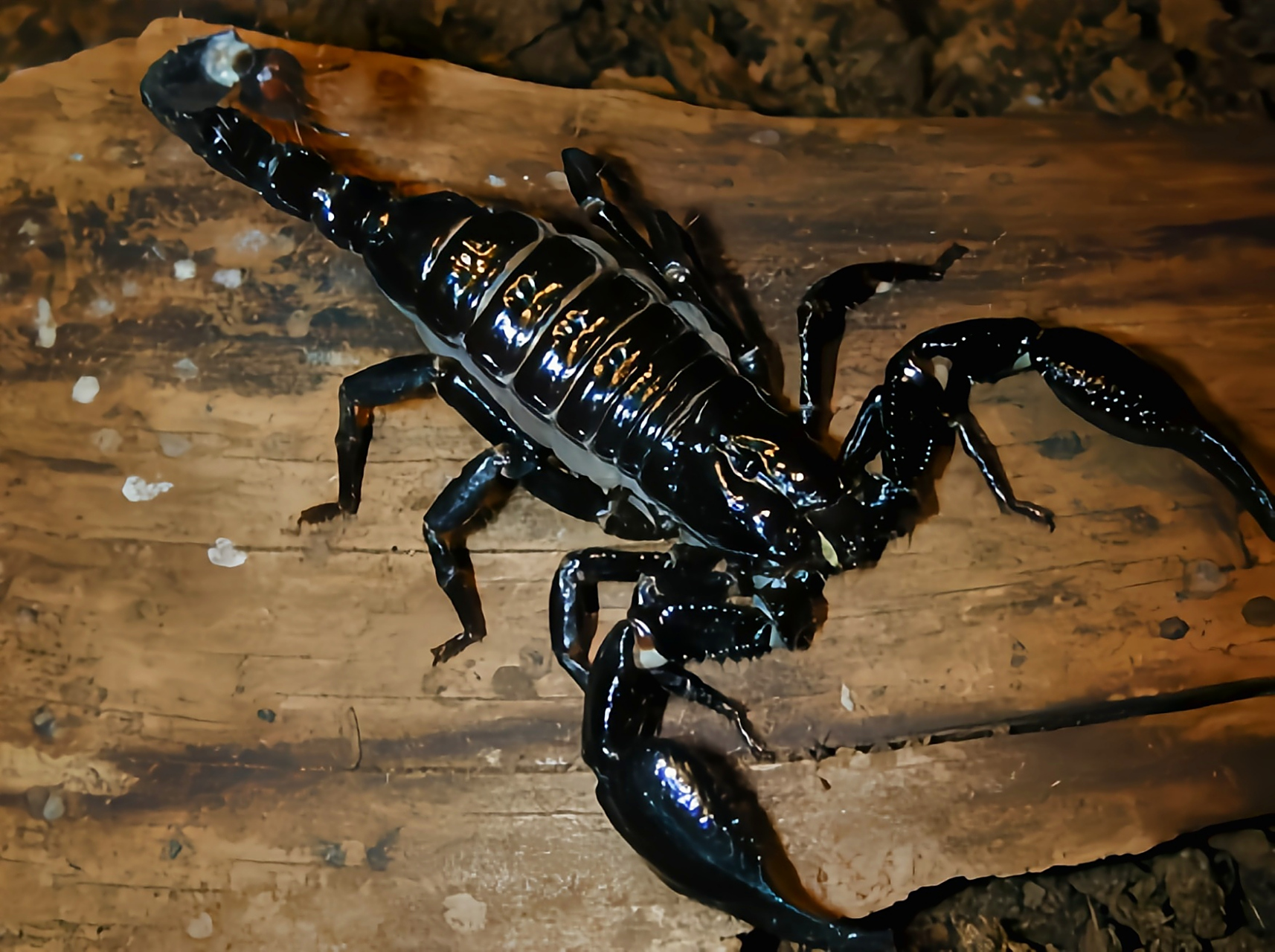 每天认识一种动物——马来西亚雨林蝎 马东西亚雨林蝎别名多刺异蝎,假