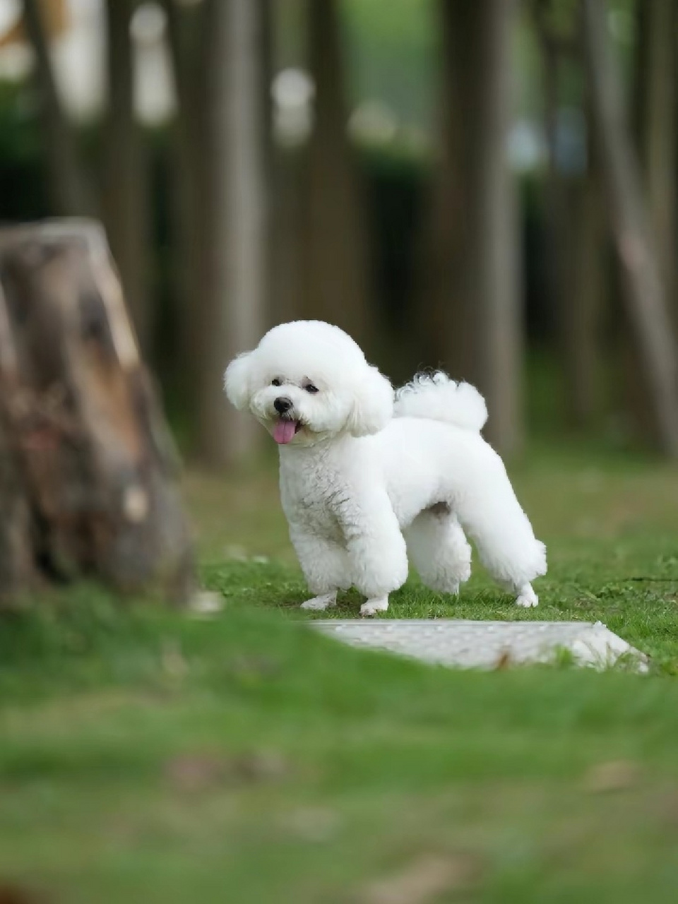 这狗狗真是可爱爆了,谁能抵抗这样的小可爱?