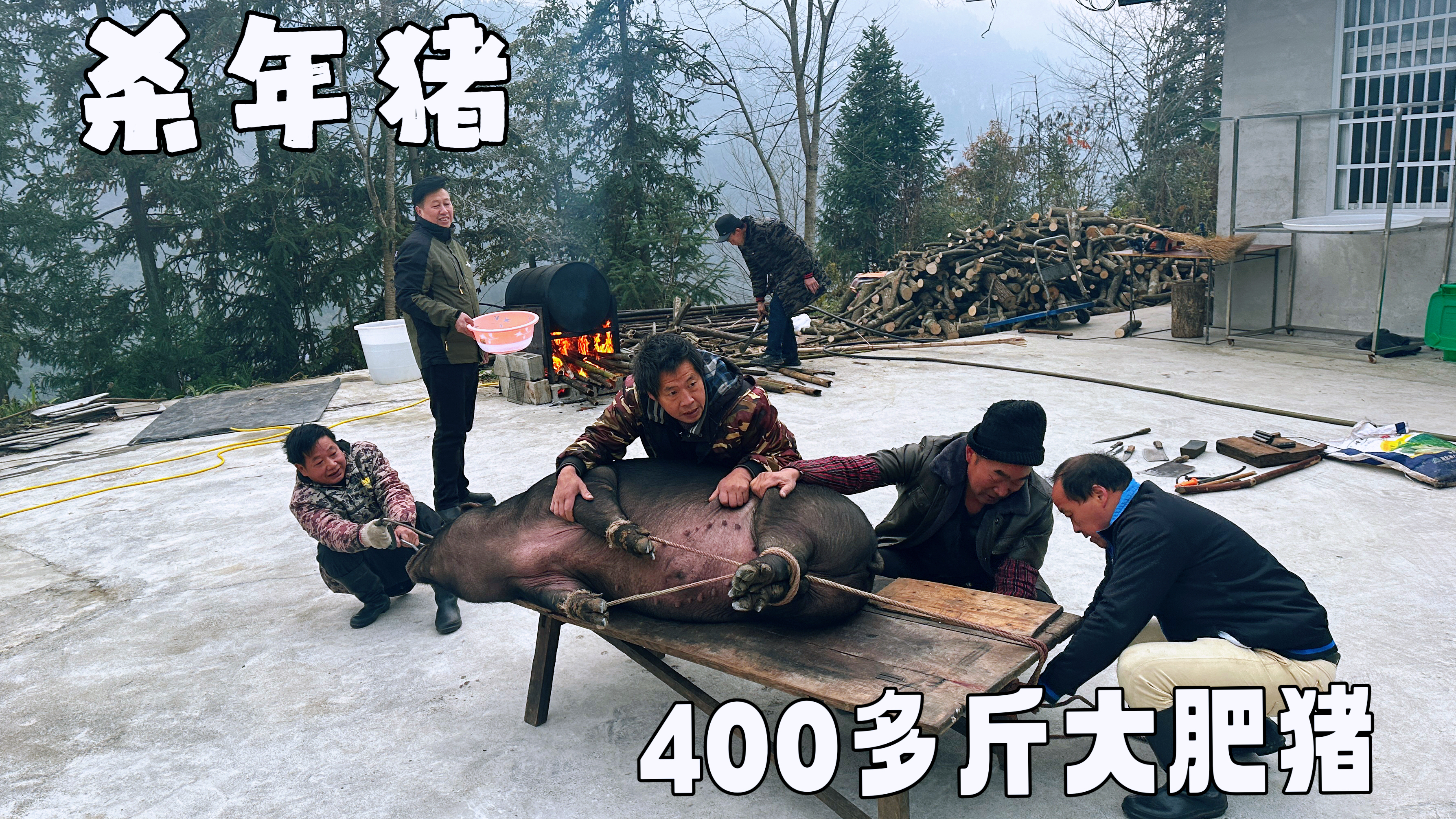 宰了两头400多斤的大肥猪,杀出来的肉真漂亮,这才是土猪肉