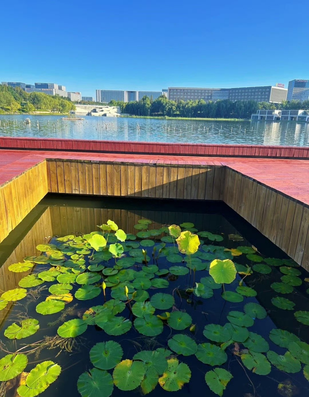 影娱话亚运#今日天气晴朗,秋高气爽,去青岛即墨龙泉湖公园游玩.