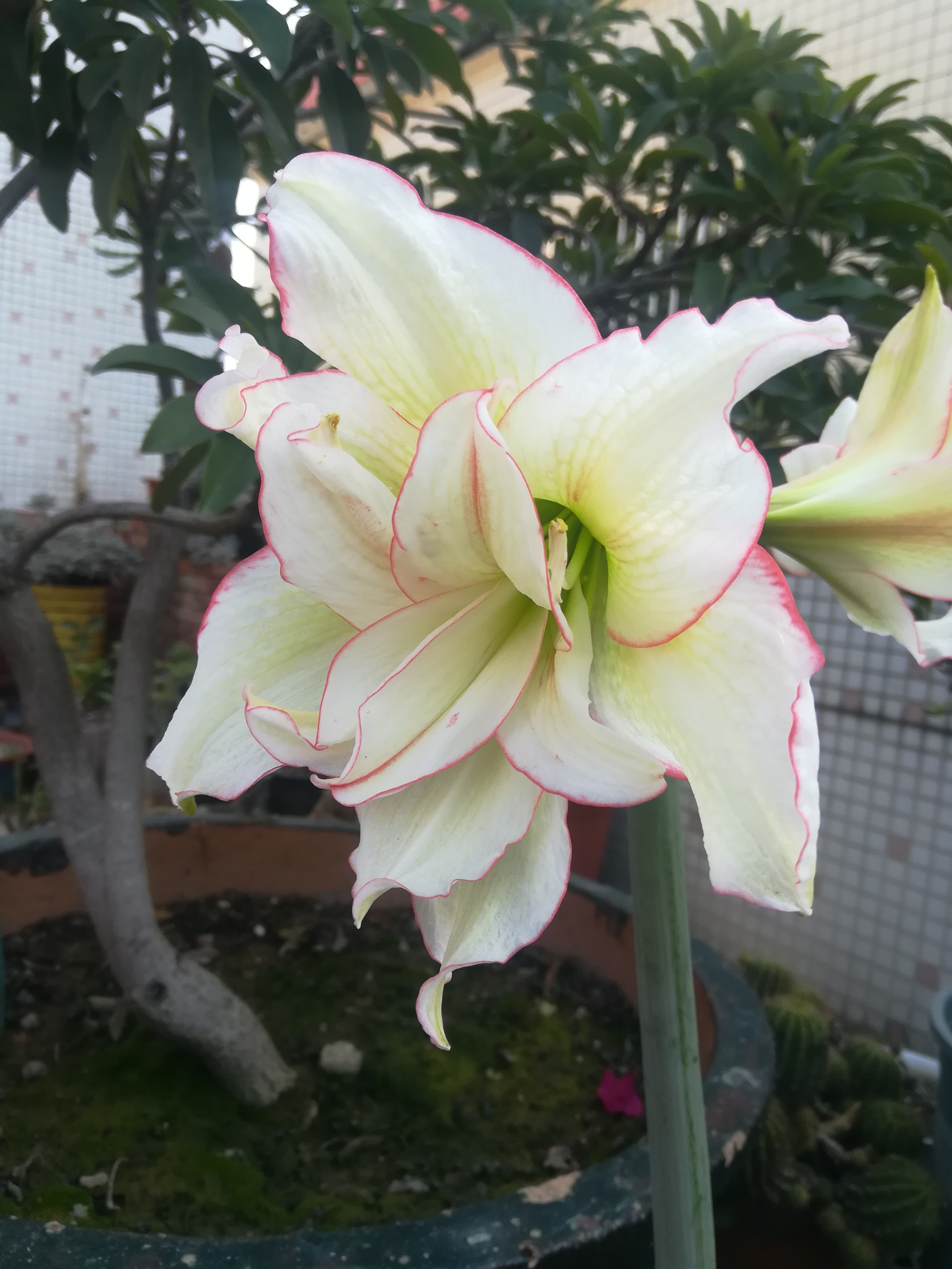 朱顶红滑稽演员开花了,清雅脱俗像不吃人间烟火的仙子,大爱