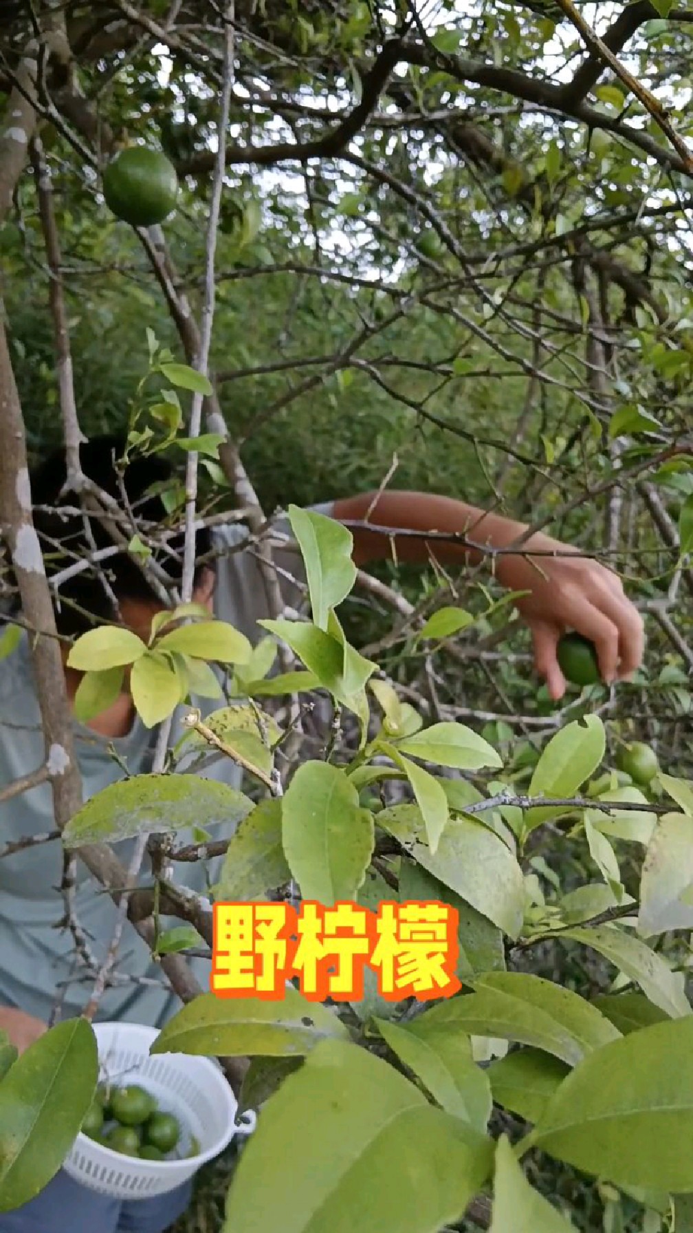 野柠檬成熟了,柠檬清香味可浓郁了-度小视