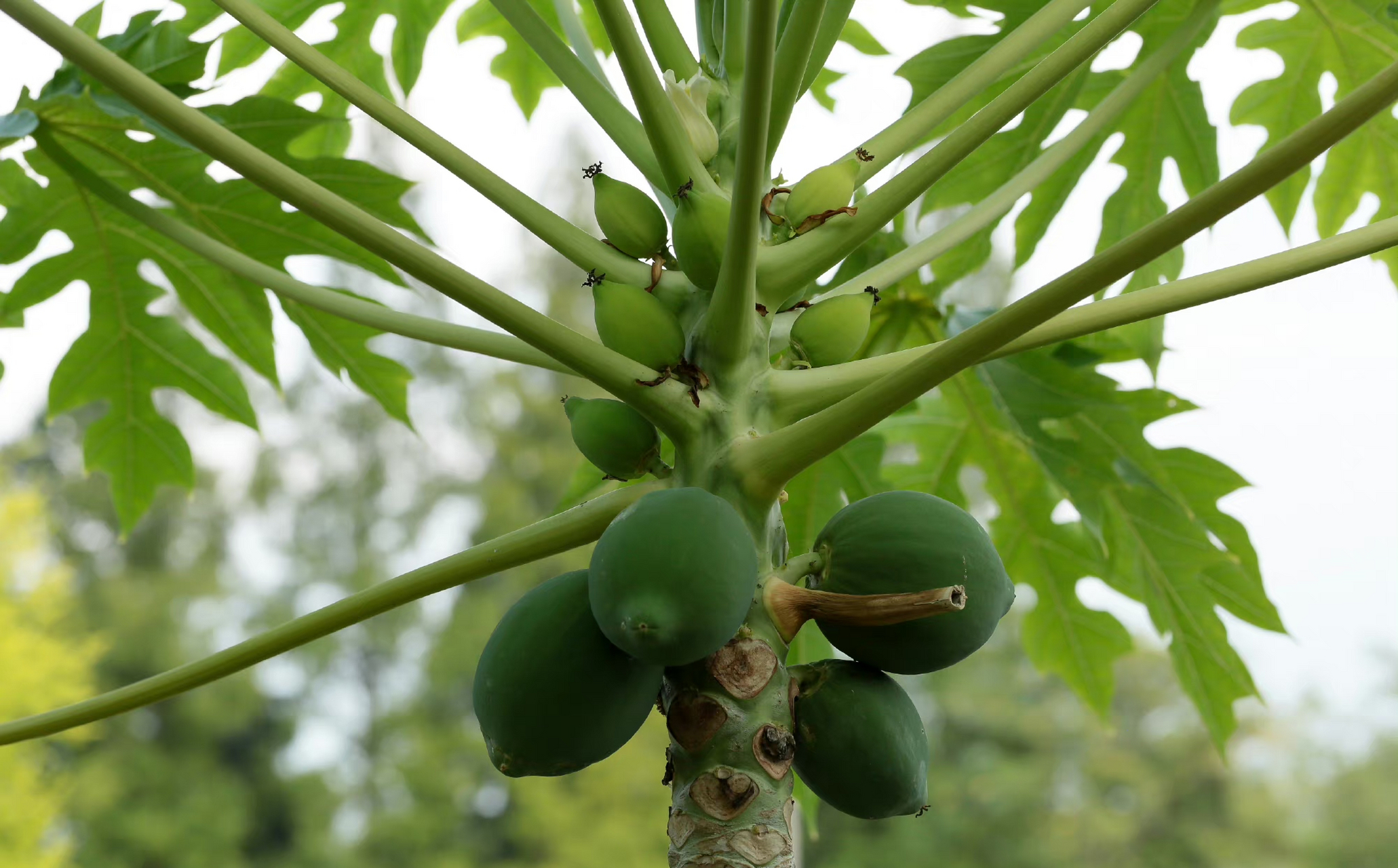 【番木瓜】(木瓜) carica papaya,番木瓜科番木瓜属.