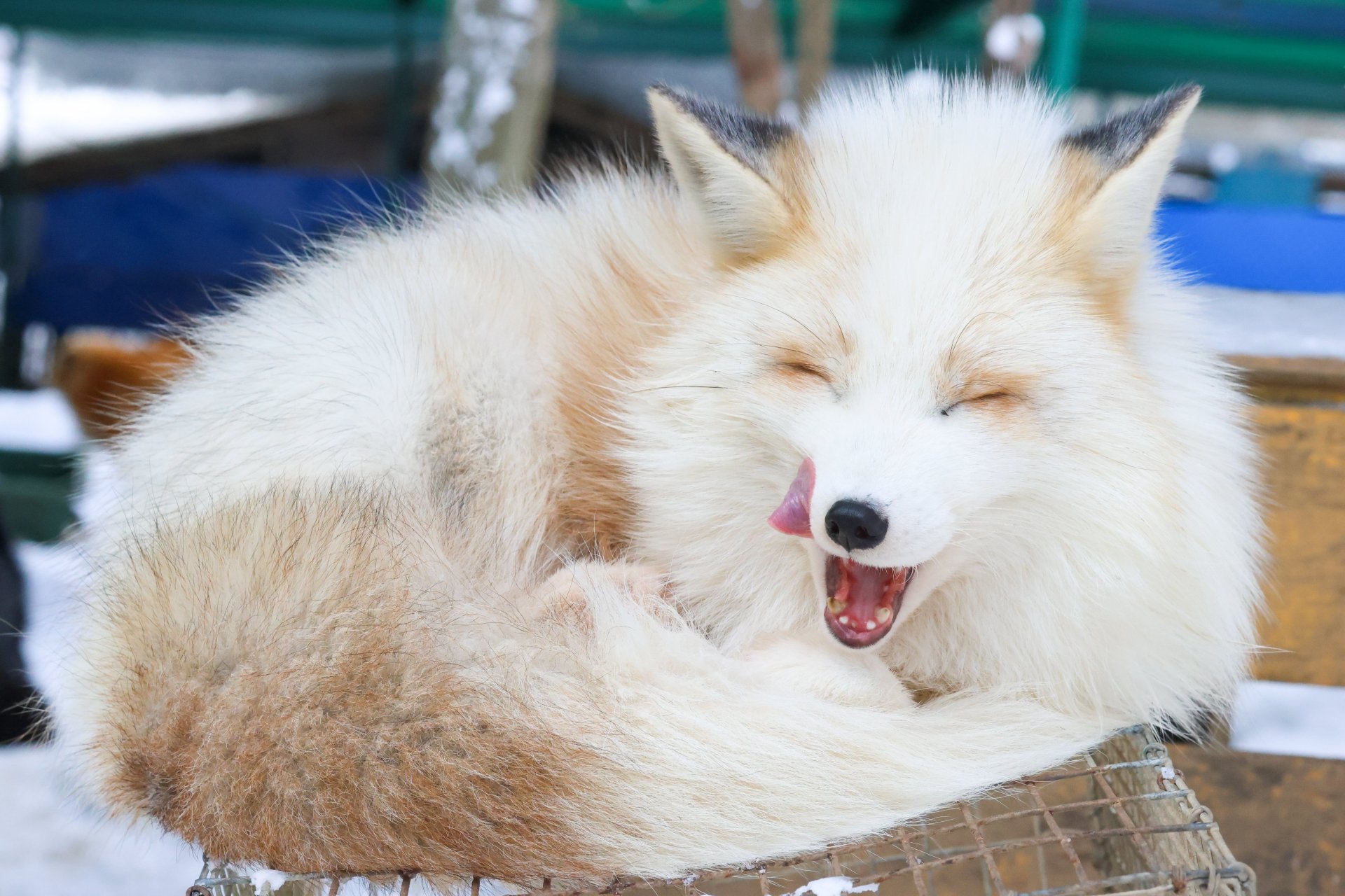 白金狐狐有时候还蛮符合笨蛋美人的设定的#九月动态激励计划