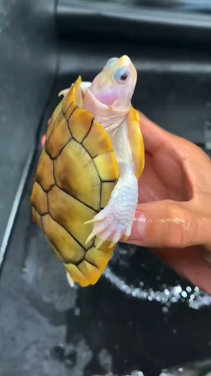 变异巴西龟,奶焦公子,全魔眼,易养易大