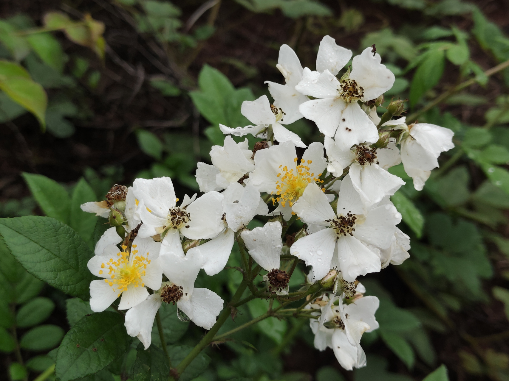 野生蔷薇花,气味芳香,蜂舞飞扬!