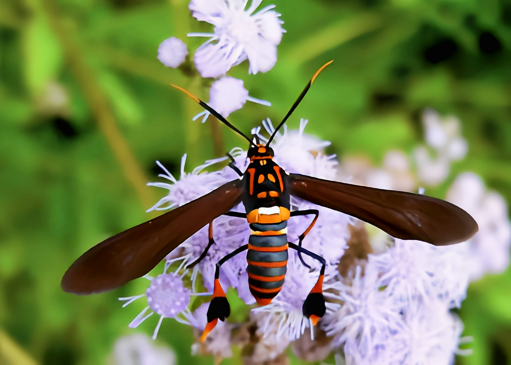 每天认识一种昆虫——德克萨斯蜂蛾 德克萨斯蜂蛾是鳞翅目,灯蛾科昆虫