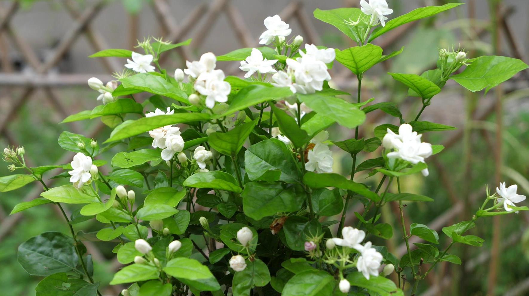 茉莉花掉花的原因分析