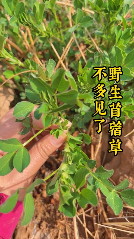 野生苜蓿草像极了花生苗,农民也容易认错,是草也是菜,你可吃过?