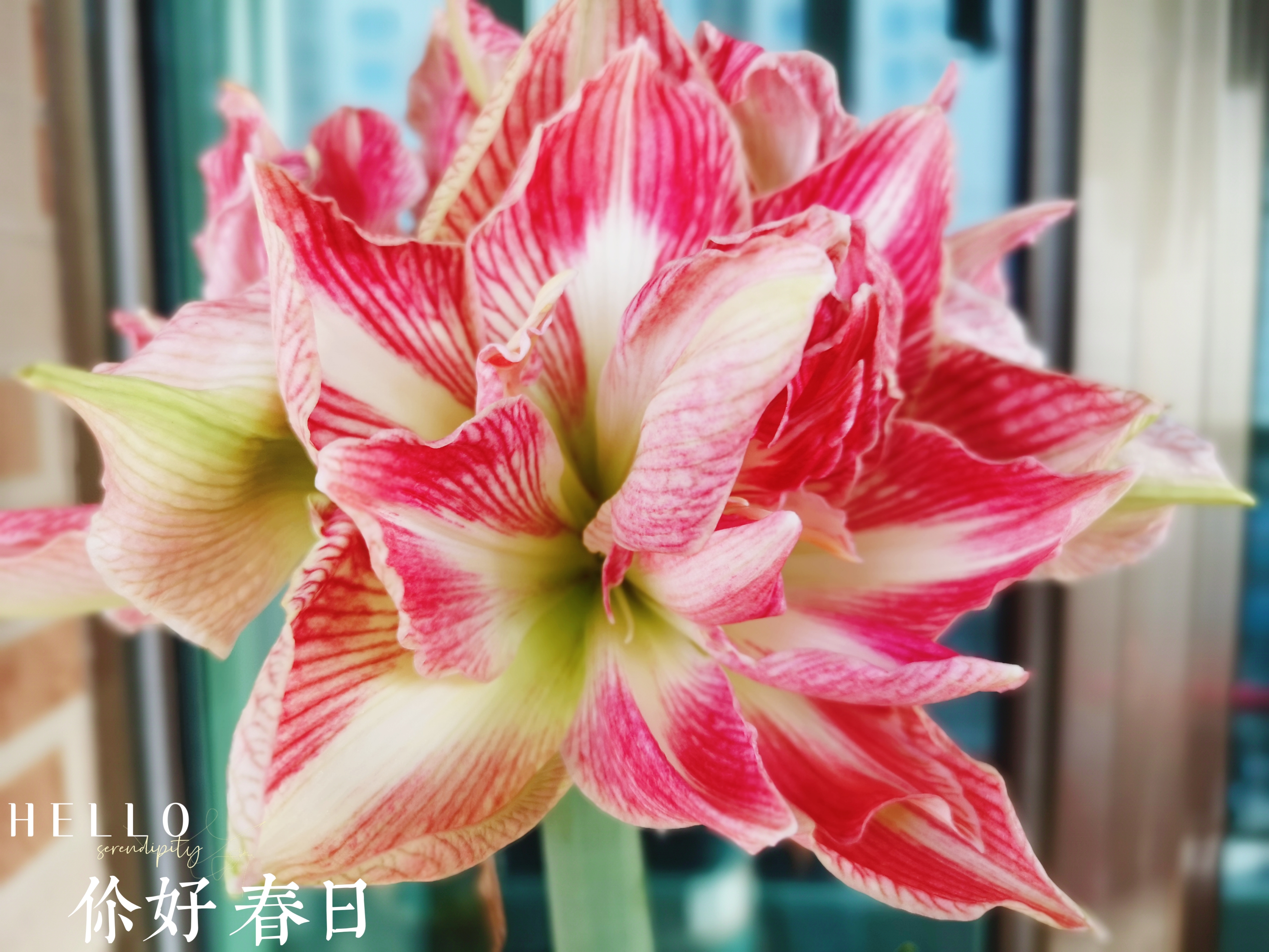 看起来像花肉的朱顶红,名字却叫"漂亮女神"