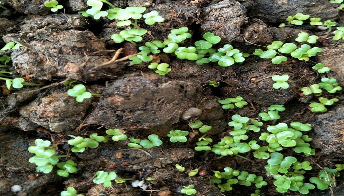 上海青生长周期多少天