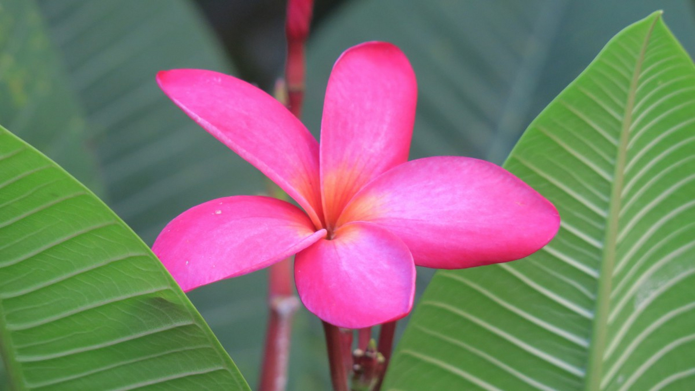 卡耐基名言分享: 确实,倘若我们每天都快乐,整天想的都是开心的事