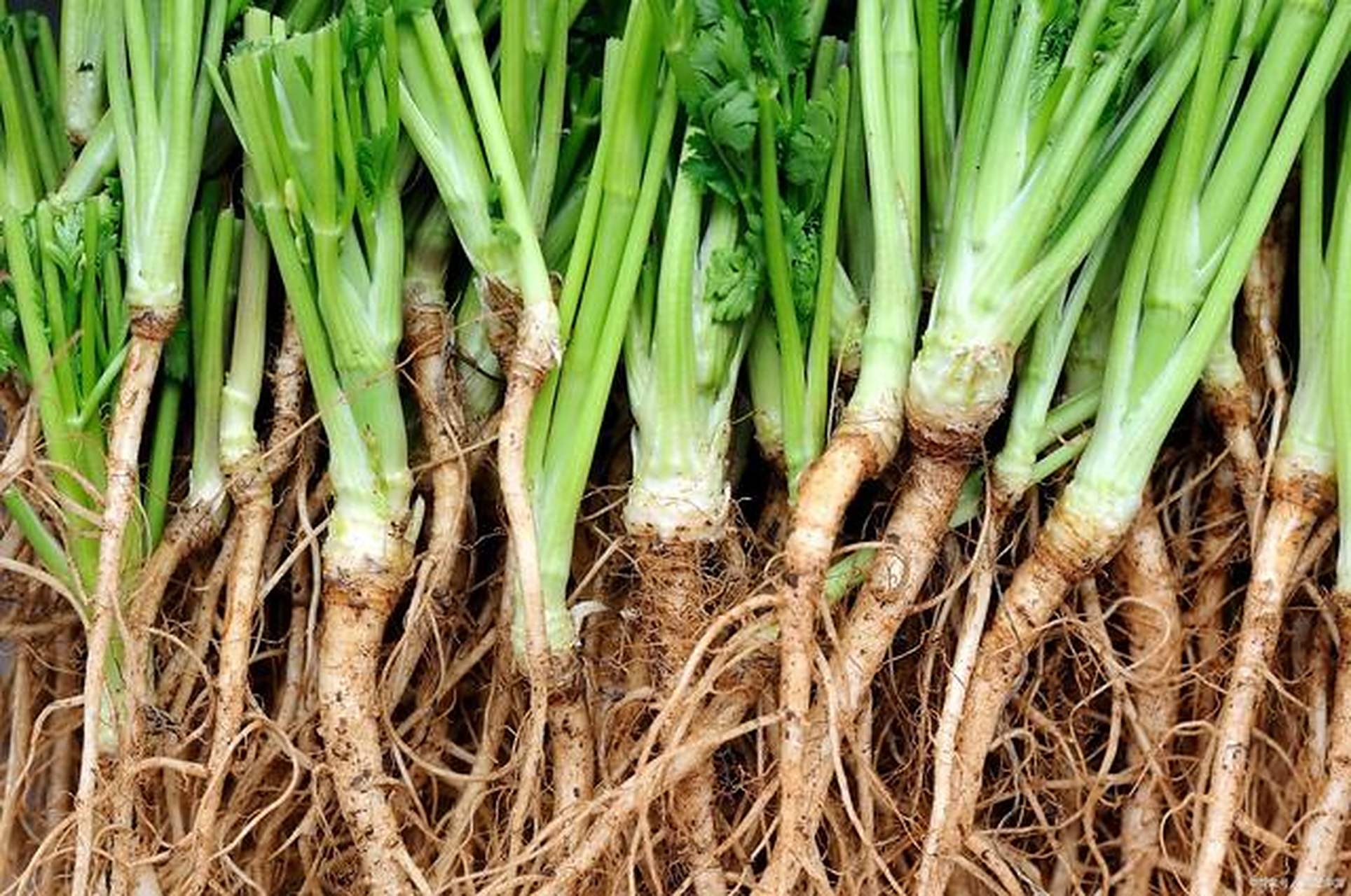 用香菜根儿熬水洗脸能去斑?