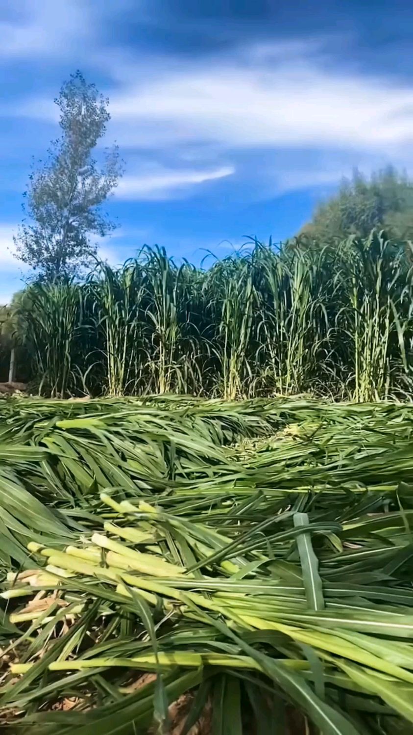有甜味的牧草高丹王草畜禽通用牧草