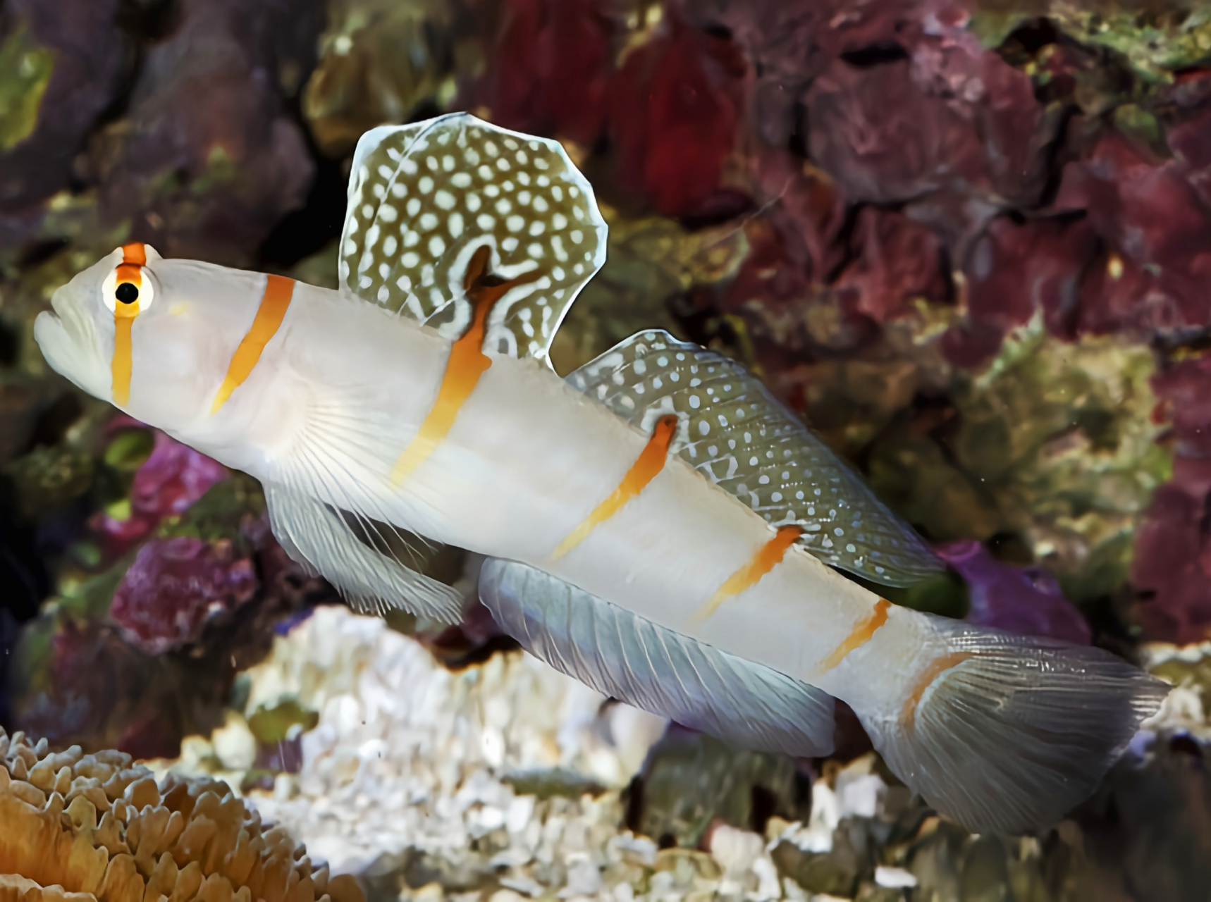 每天认识一种动物——大帆虾虎 大帆虾虎别名伦氏钝