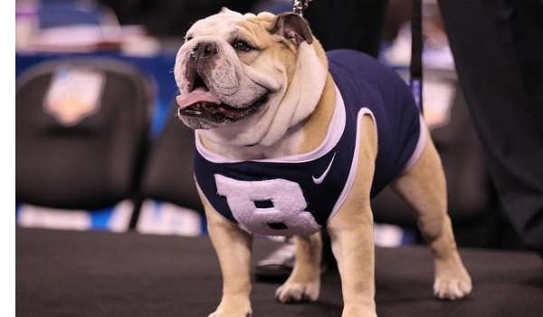 斗牛犬和沙皮狗的区别