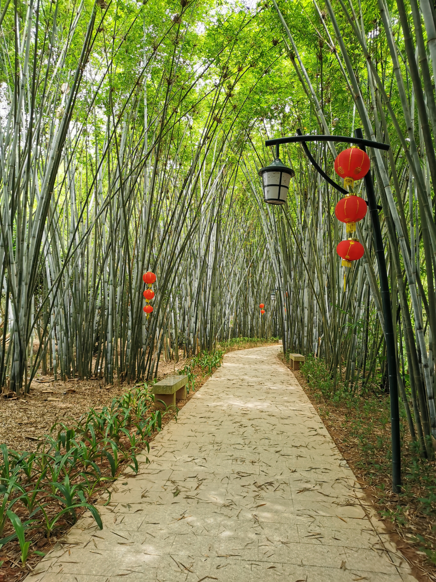 粤西小城风景之信宜旺同竹林