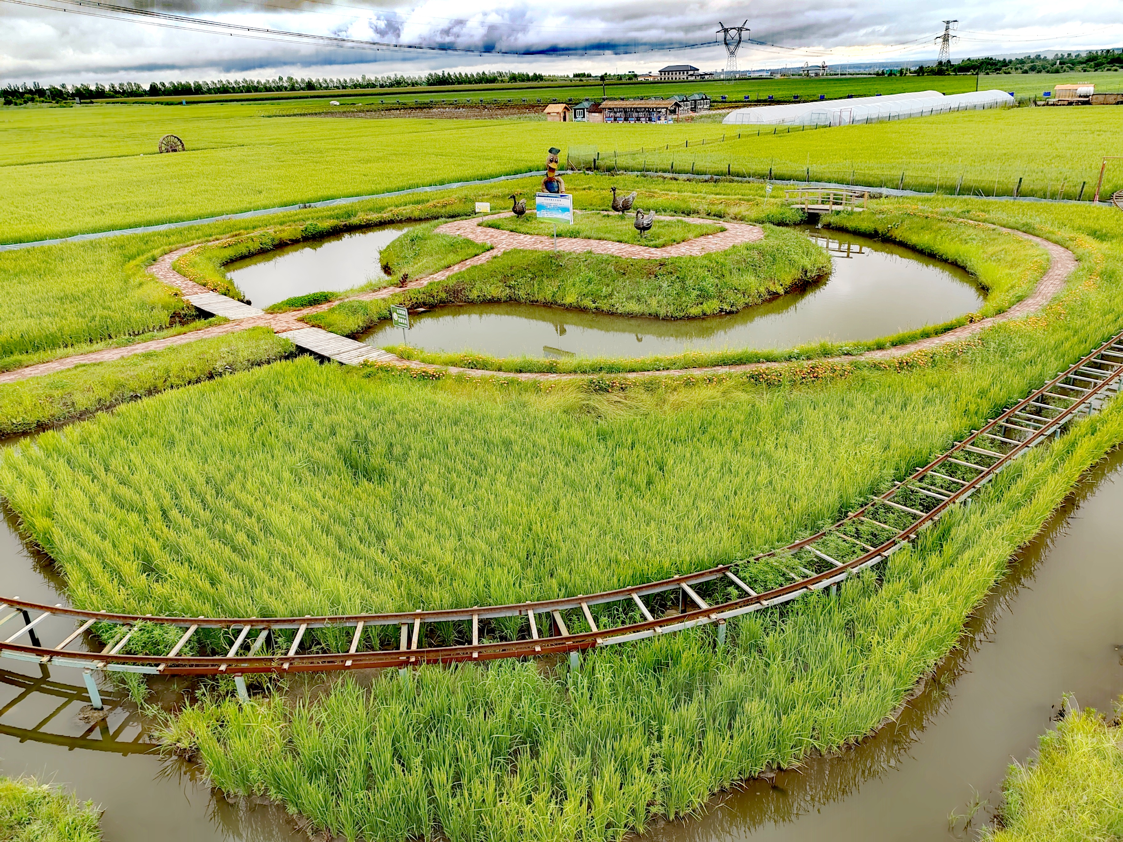 「走走拍拍61东北」雨后稻田美如画