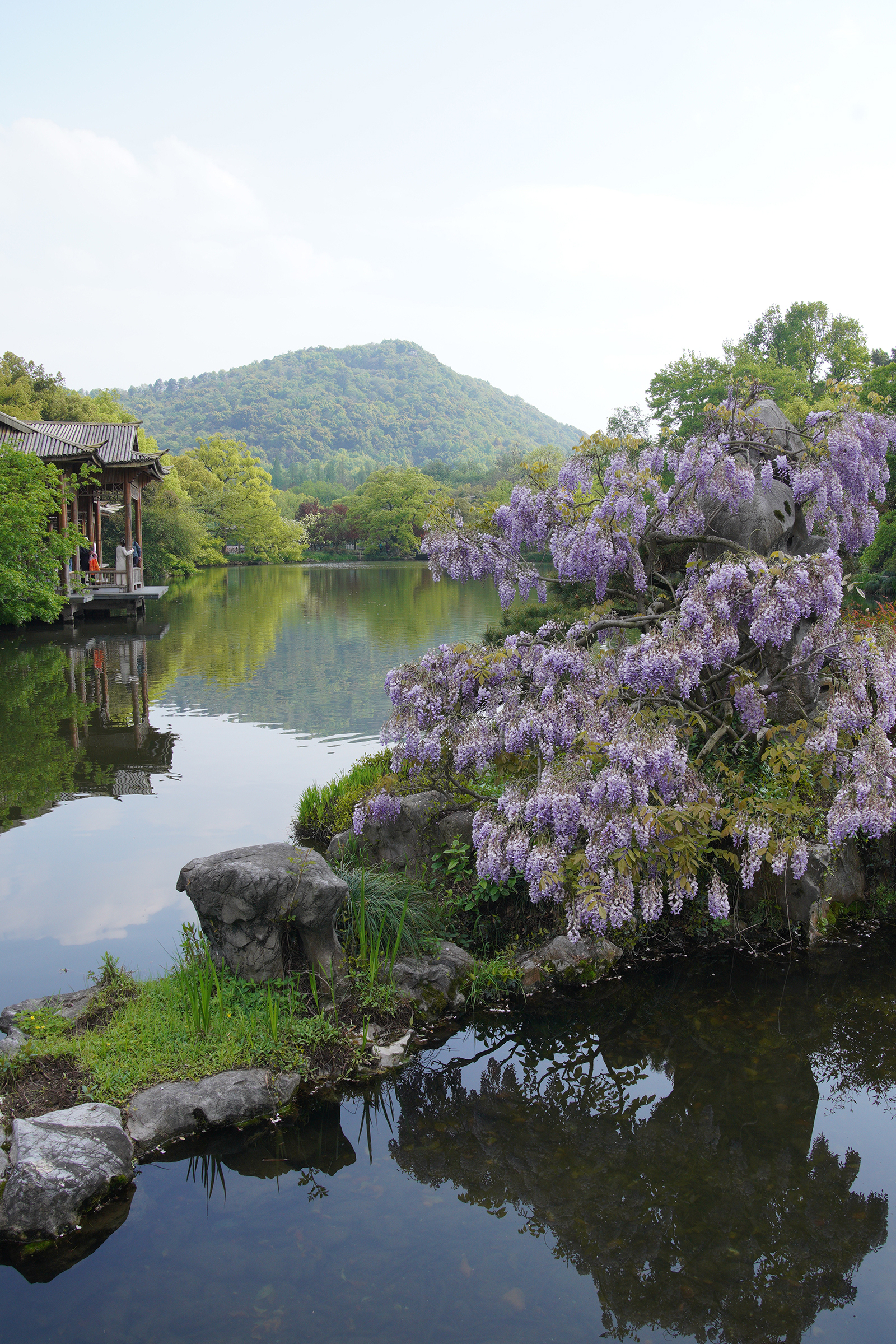 来杭州看花港观鱼的紫藤花吧