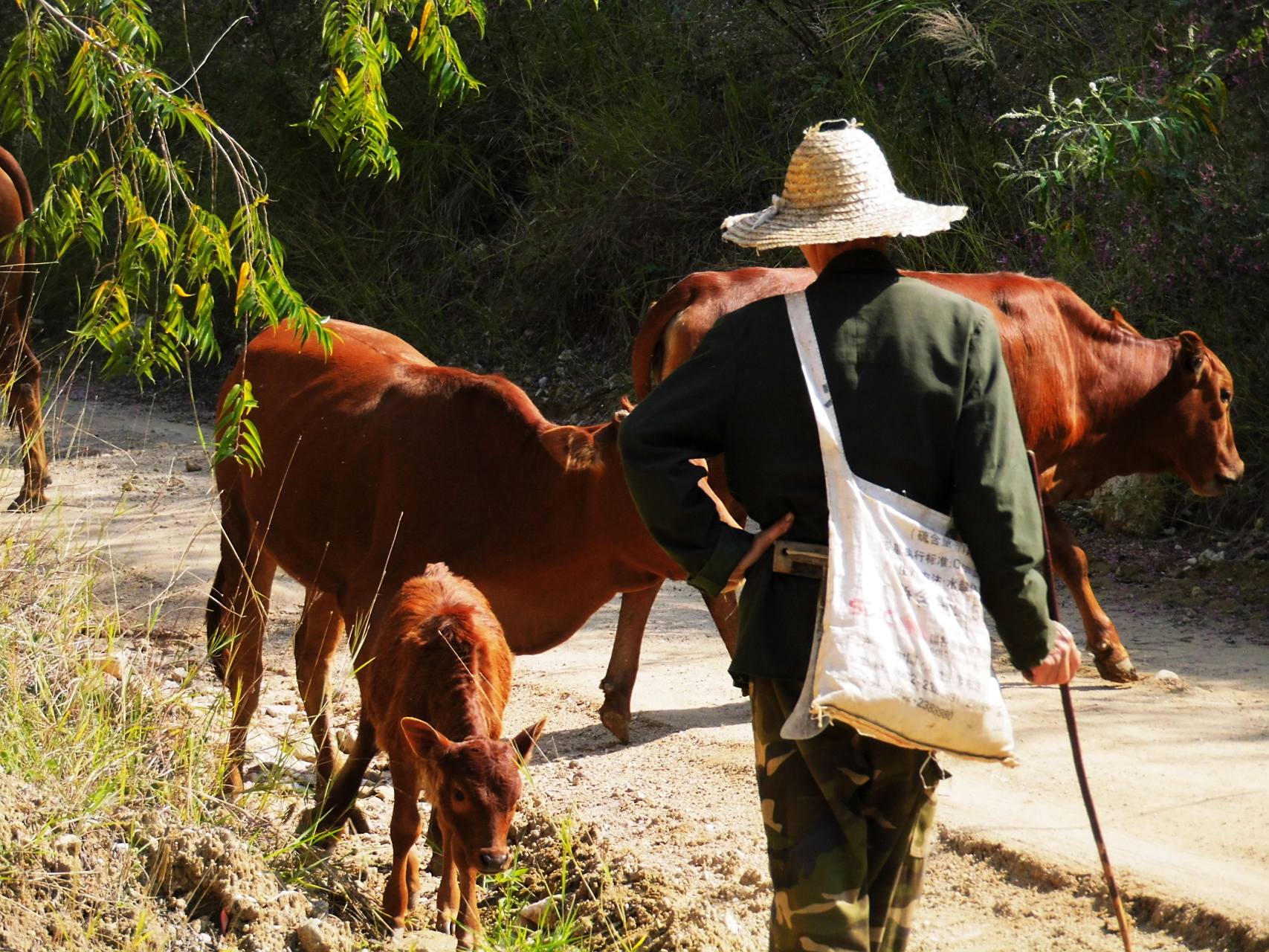 春节牧民放牛,肥壮牛牛行走在山花绿草之间 大年初三游元江尚未开发的