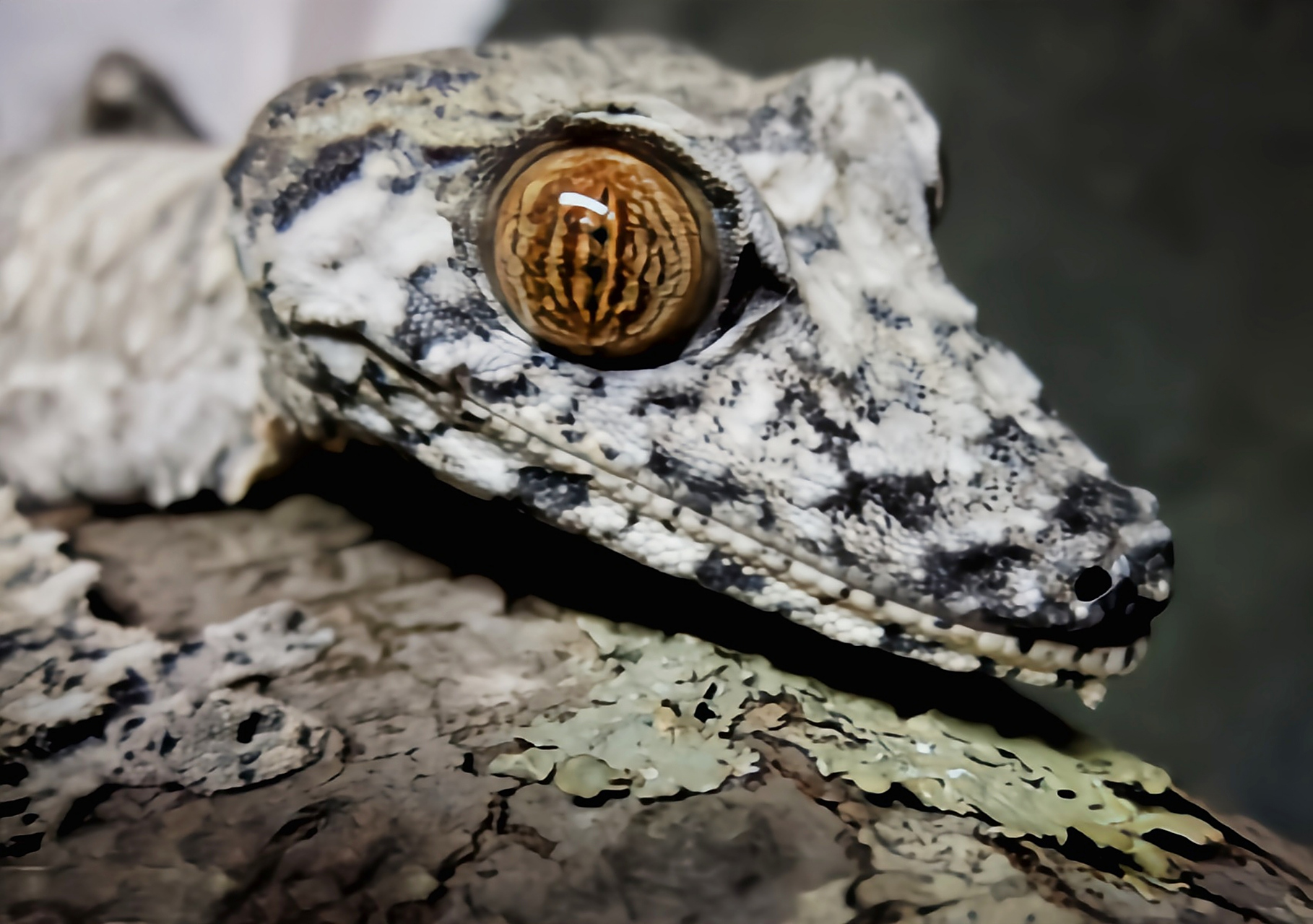 种动物——马达加斯加叶尾守宫 马达加斯加叶尾守宫别名巨型叶尾壁虎