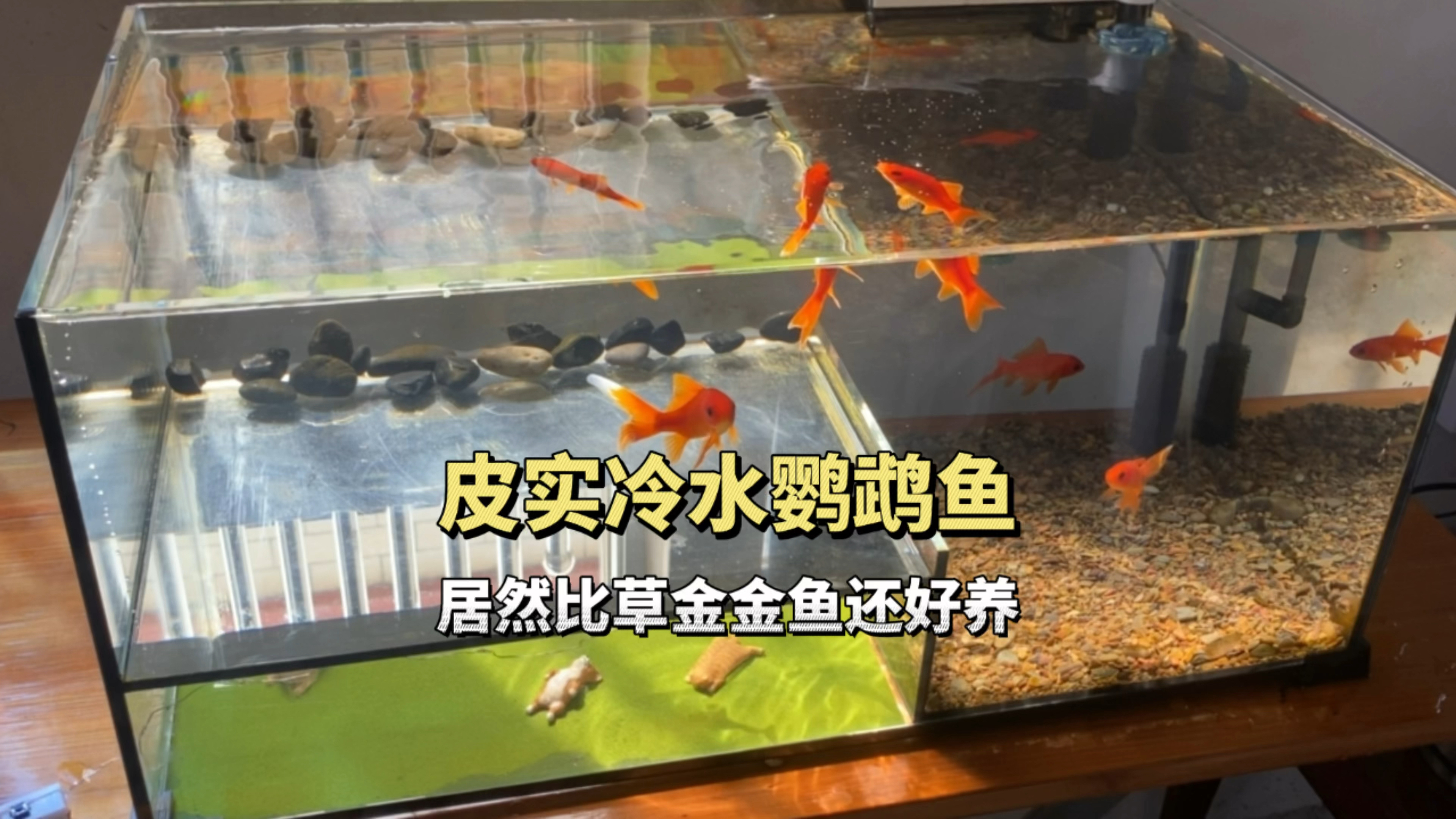 冷水鹦鹉鱼真的好皮实,但是不知道为什么有点腥味